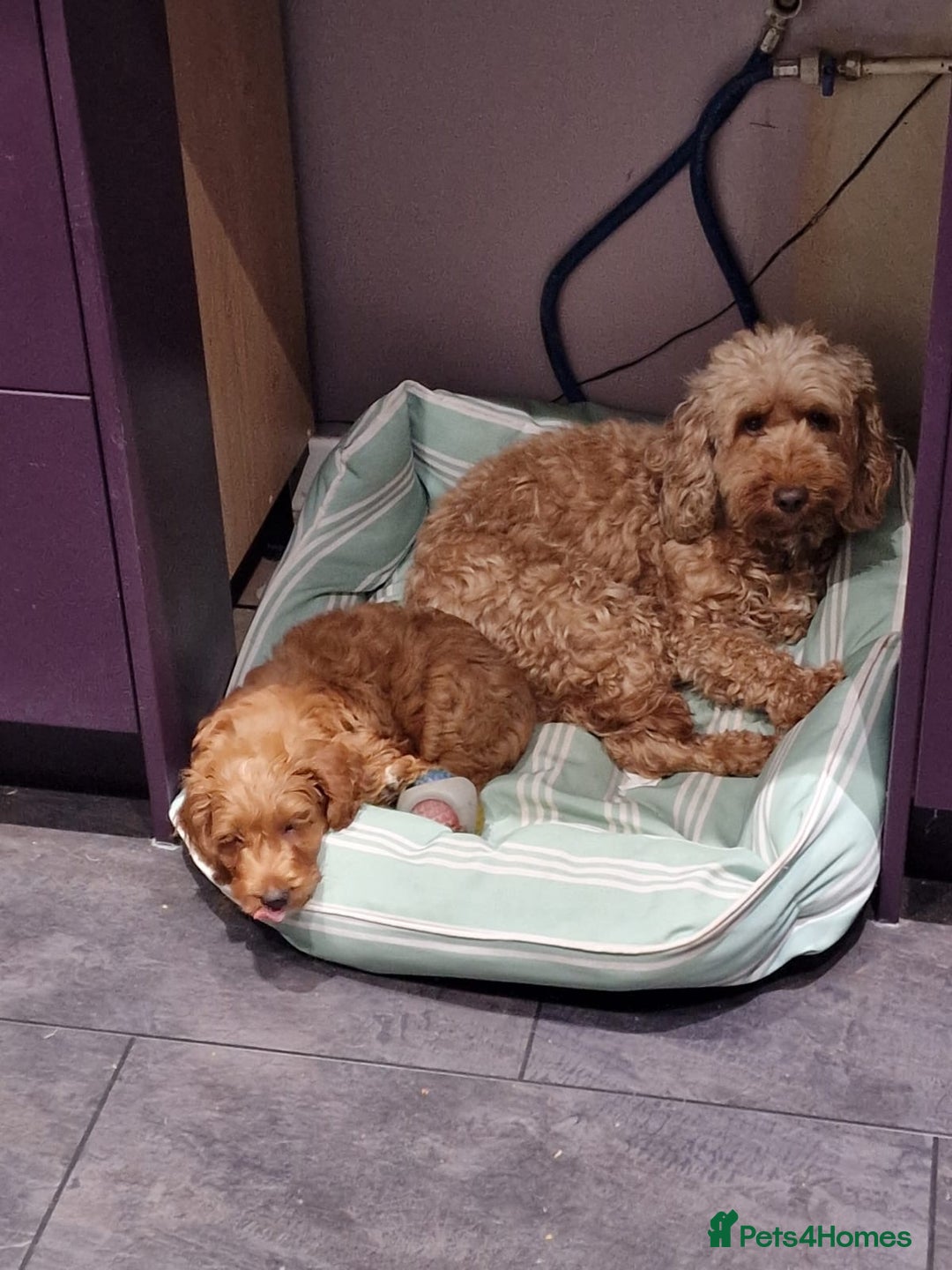 Cockapoo dogs for sale: 1 BOY LEFT! cockapoo F1b, PRA tested - Image 2