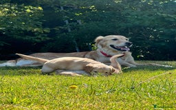 Golden Retriever dogs for sale: ⭐️Fantastic⭐️KC Reg Puppy⭐️Healthy Golden Ret - Image 4
