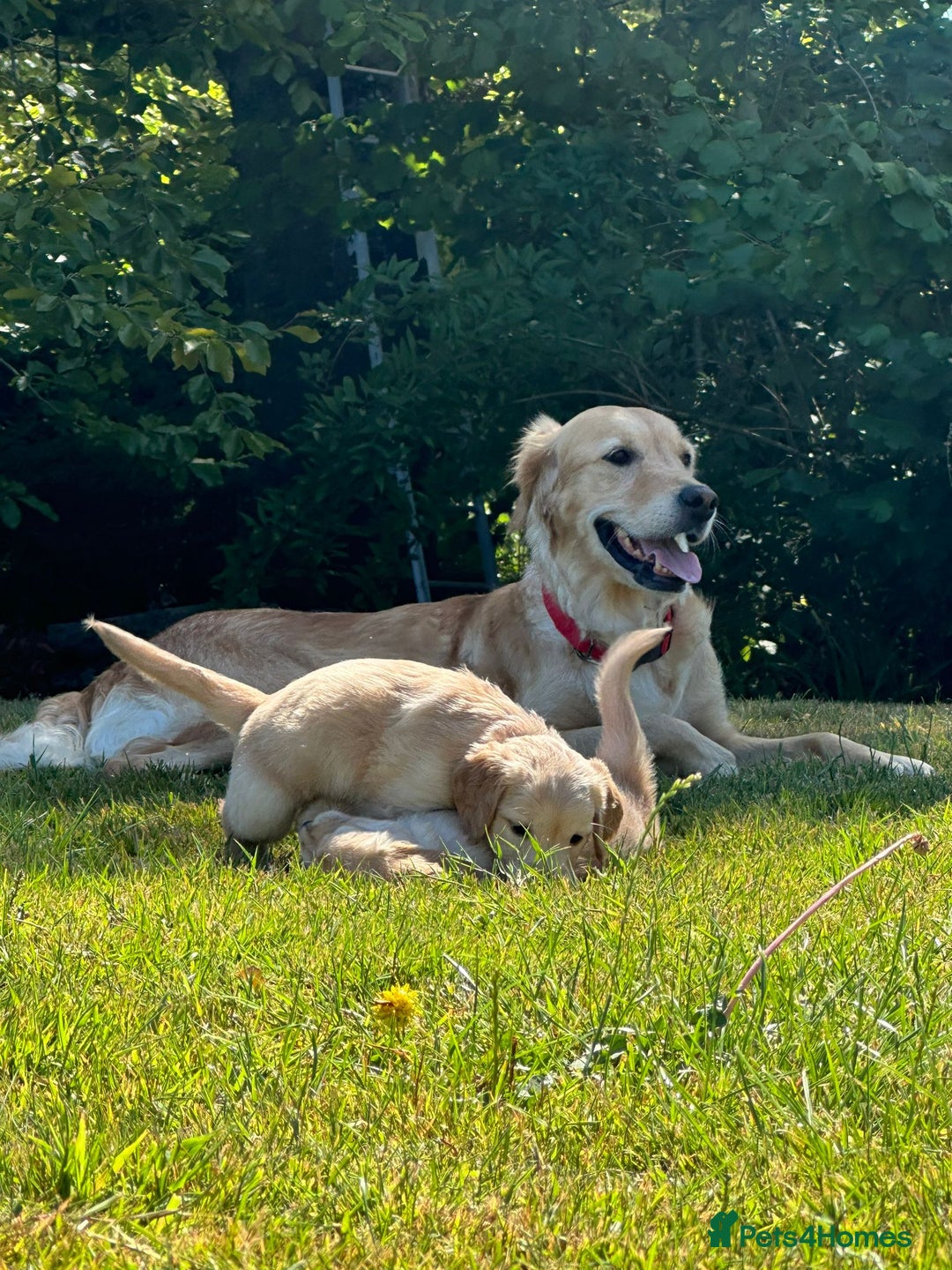 Golden Retriever dogs for sale: ⭐️Fantastic⭐️KC Reg Puppy⭐️Healthy Golden Ret - Image 4