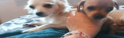 Chiweenie dogs for sale: chihuahua cross dachshund in Hengoed - Advert 8