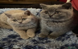 British Shorthair cats for sale: 💙GCCF MALE BSH KITTENS OUTSTANDING CHAMPION LINES - Image 12