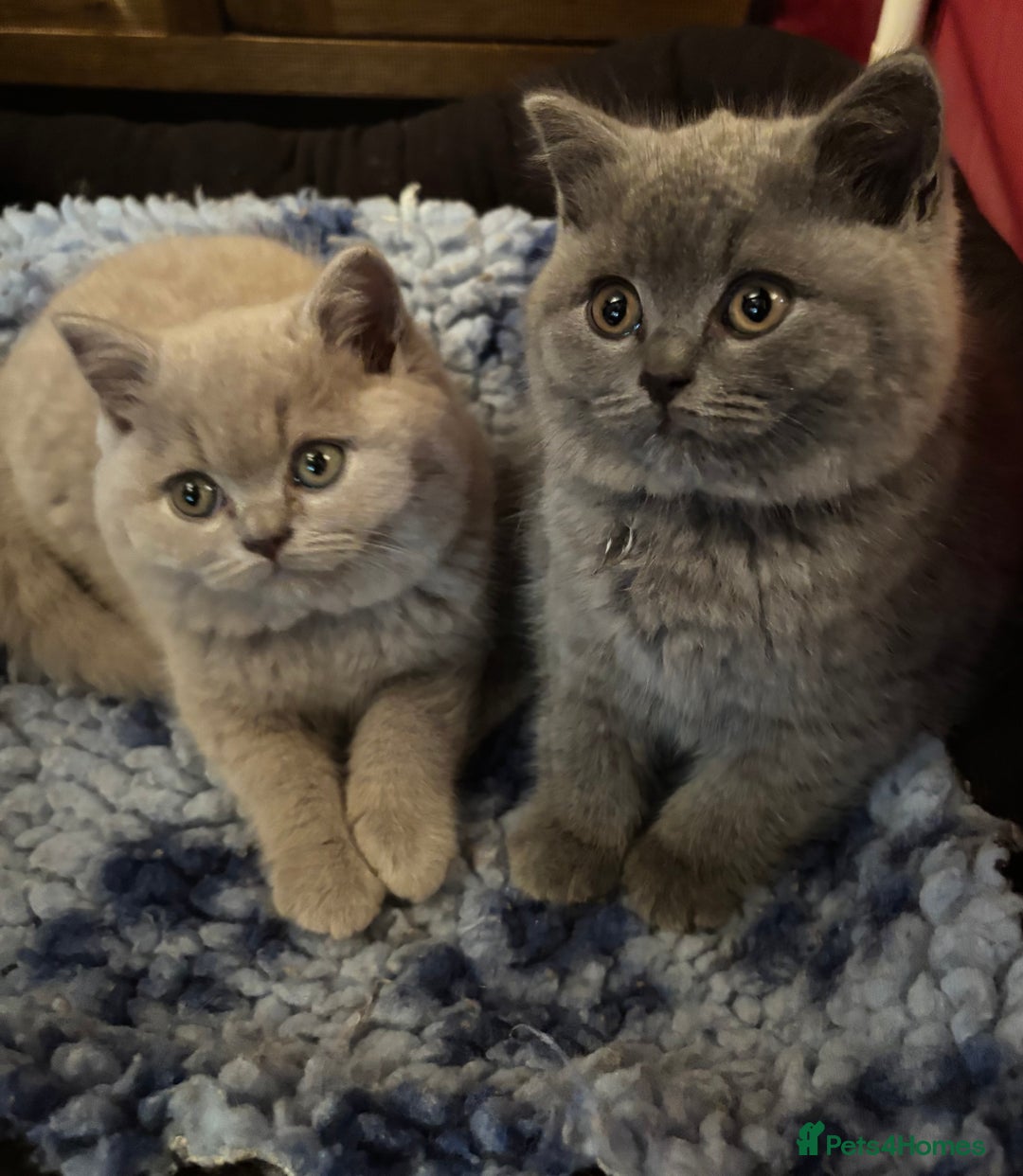 British Shorthair cats for sale: 💙GCCF MALE BSH KITTENS OUTSTANDING CHAMPION LINES - Image 12