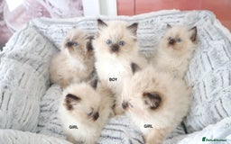 Ragdoll cats for sale: INDOOR FULL PEDIGREE RAGDOLL KITTENS - Image 4