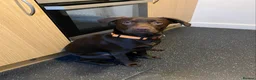 Labrador Retriever dogs for sale: Female chocolate Labrador puppy - Advert 4