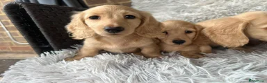 Miniature Dachshund 6