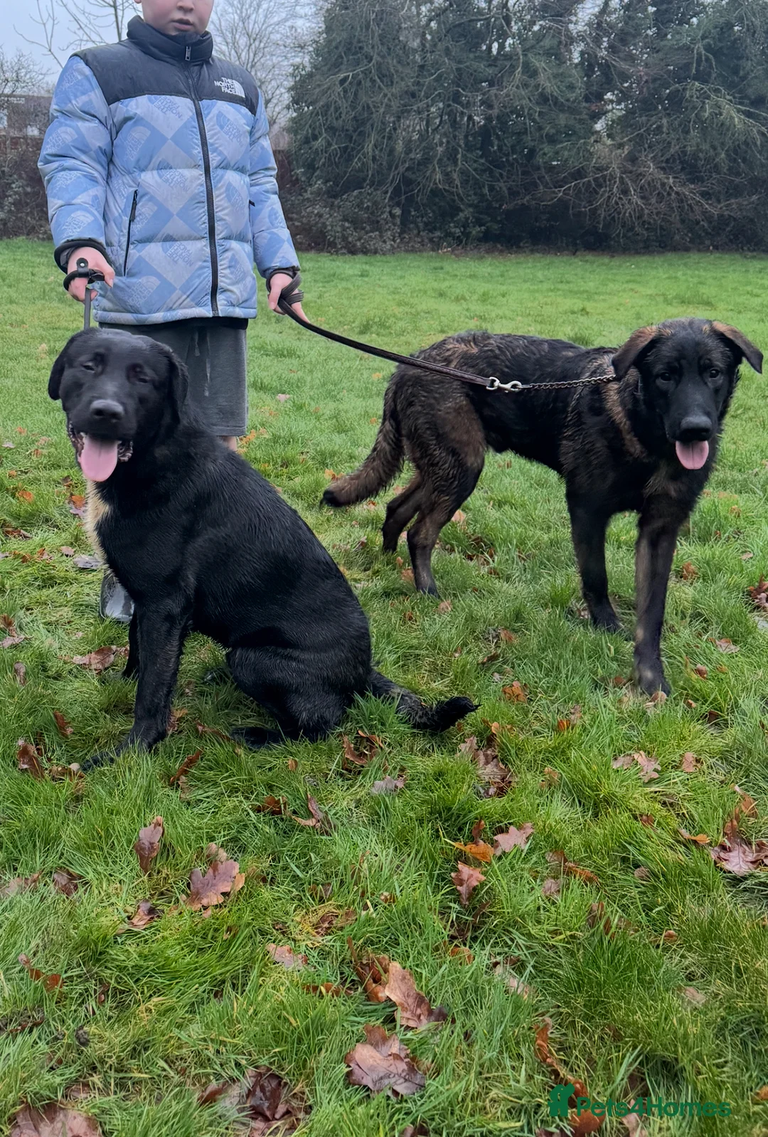 Mixed Breed dogs for sale: Belgian shepherd x Caucasian shepherd x - Advert 2