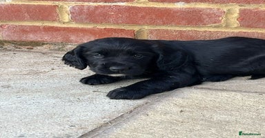 Cocker Spaniel dogs - Advert 15