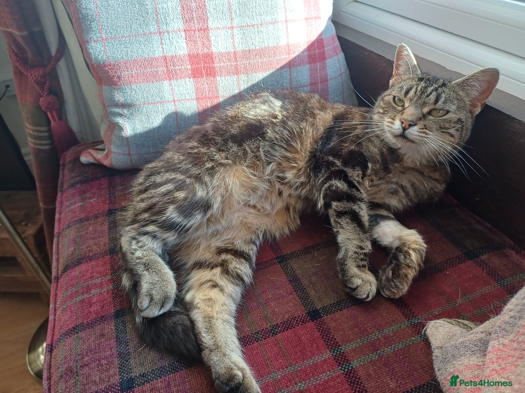 Mixed Breed cats for sale: 6 Lovely and Friendly Cats - Different colours - Advert 7