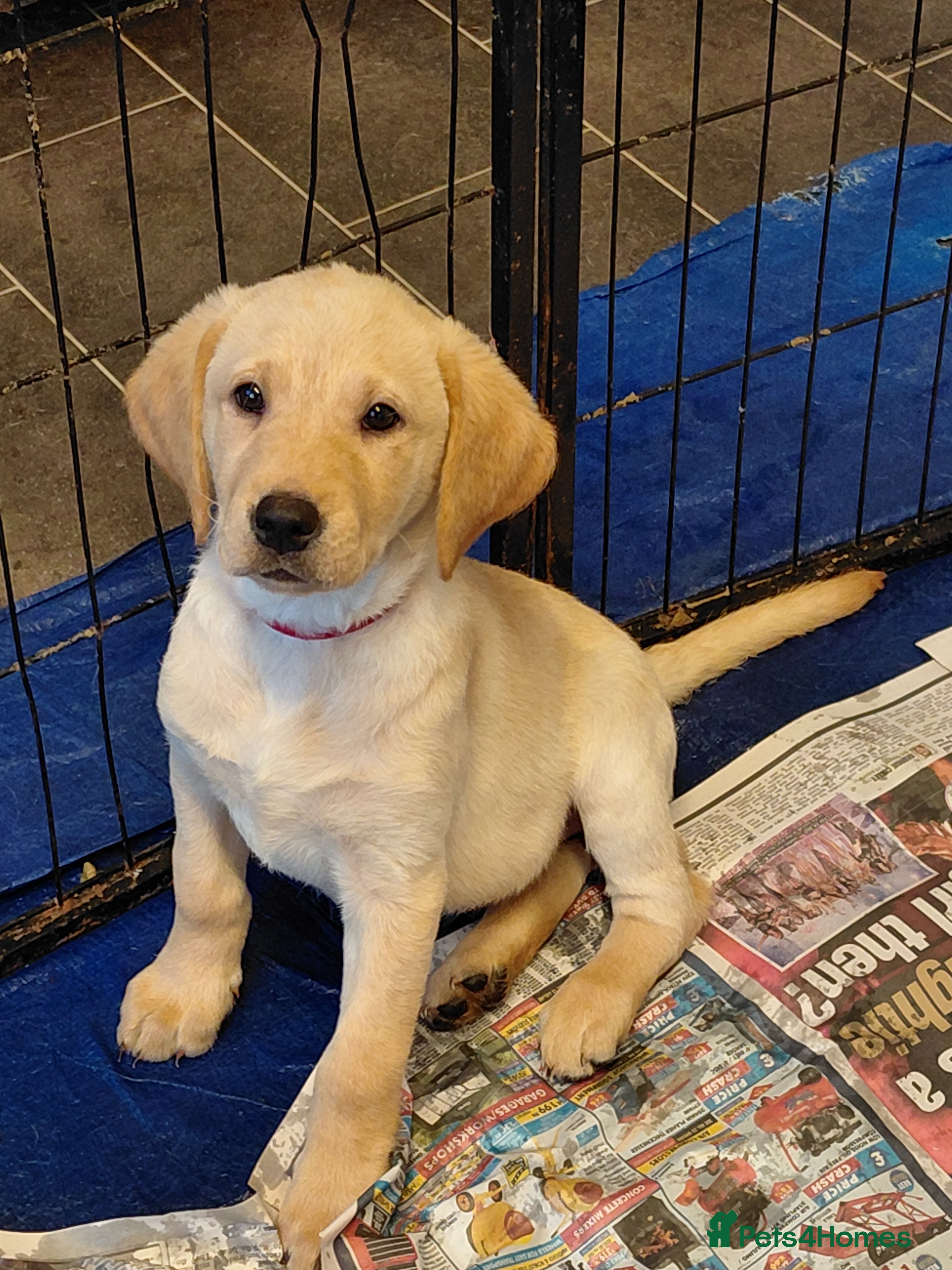 Labrador Retriever dogs Pure bred labrador puppies - Advert 18