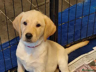 Labrador Retriever dogs Pure bred labrador puppies - Advert 18