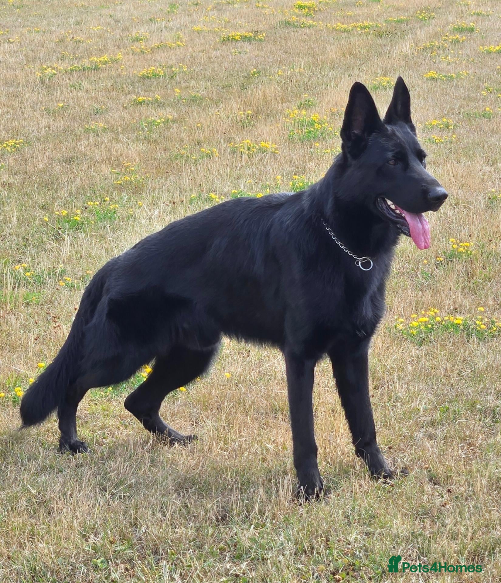 German Shepherd dogs for sale: Bobby  - Advert 12