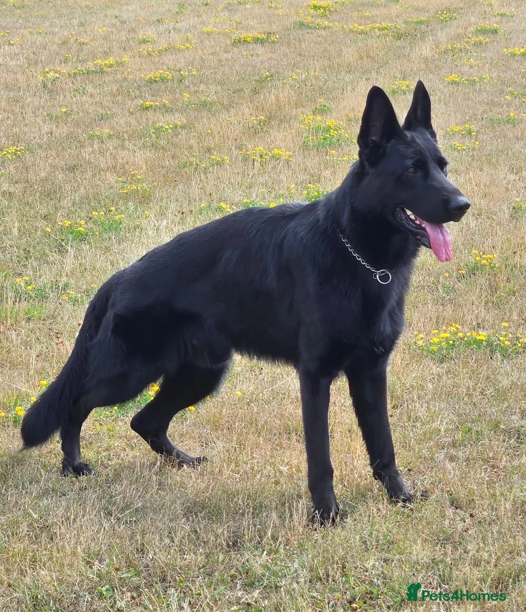 German Shepherd dogs for sale: Bobby  in Attleborough - Advert 1