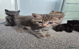 Mixed Breed cats for sale: Beautiful litter of 5 kittens  - Image 13
