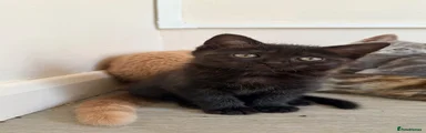 Scottish Fold 6