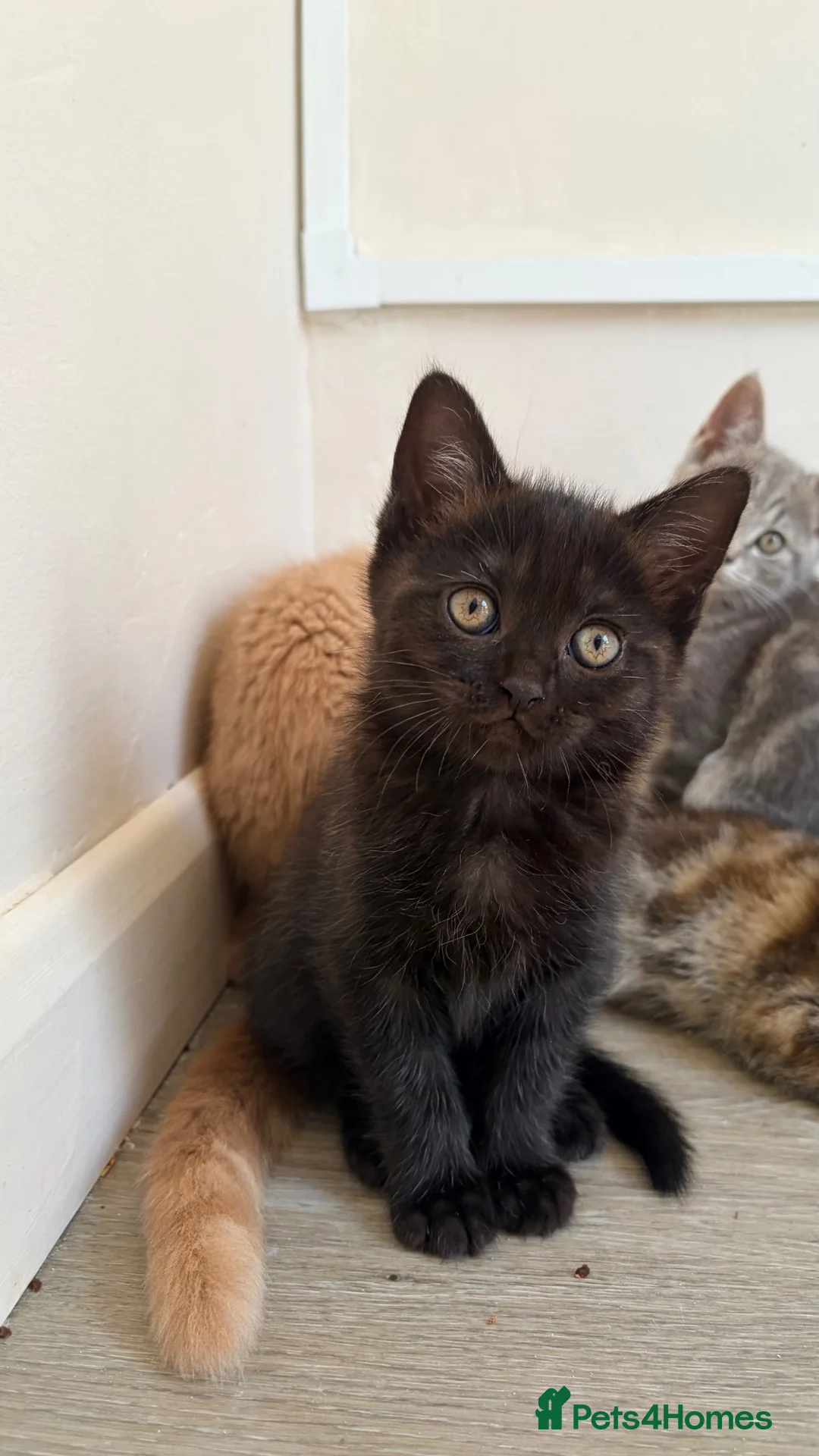 Scottish Fold cats for sale: Scottish fold ragdoll  - Advert 27