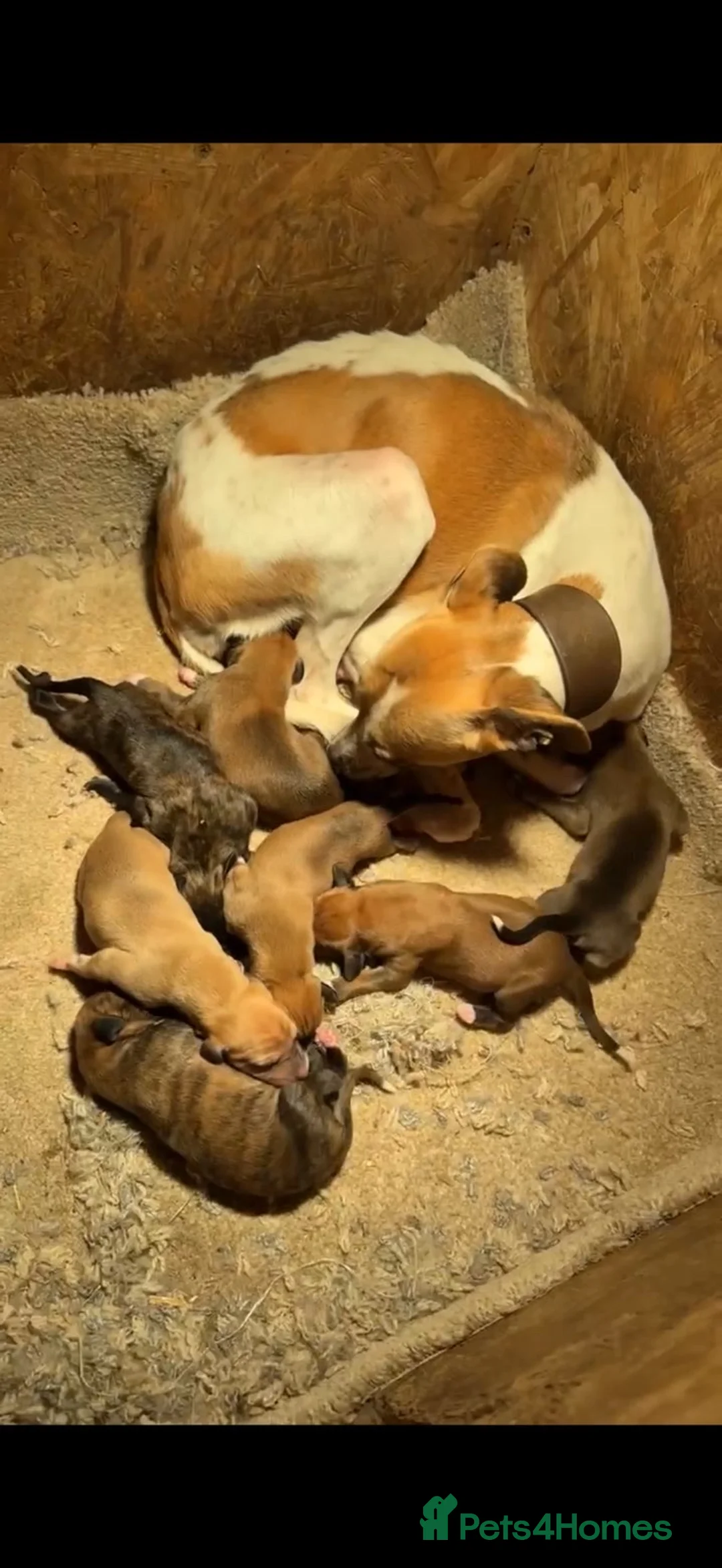 Mixed Breed dogs for sale: Wippet X puppies  in Ashford - Advert 10