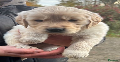 Golden Retriever dogs - Advert 7