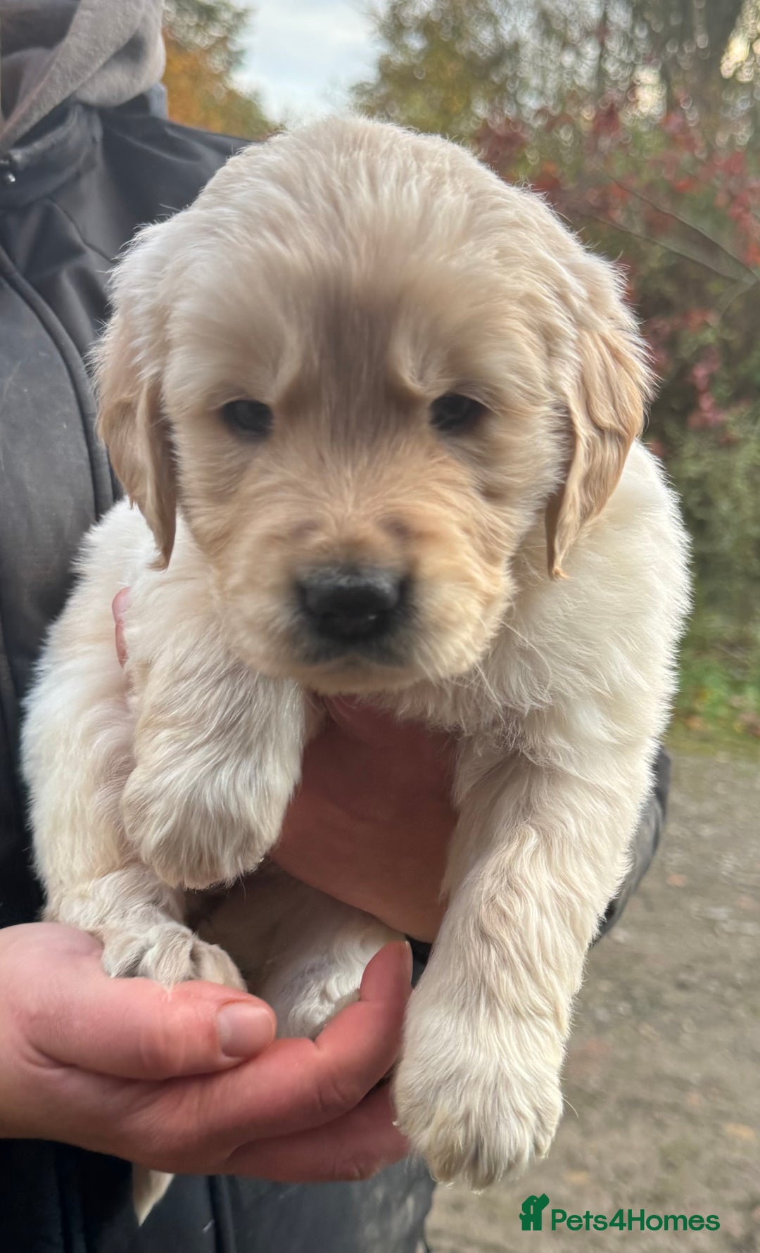 Golden Retriever dogs for sale: Beautiful Chunky Goldie’s  - Image 2