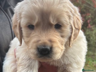 Golden Retriever dogs - Advert 13