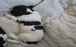 English Springer Spaniel dogs for sale: Stunning Pedigree Registered Pups - Image 8