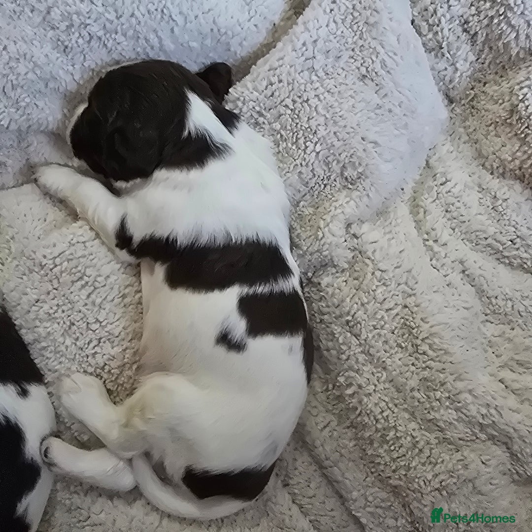 English Springer Spaniel dogs for sale: Stunning Pedigree Registered Pups - Image 8