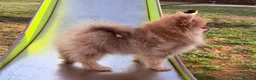 Pomeranian dogs for sale: 🩷 Chocolate merle girl, 🩵 blue eye Merle boy - Advert 11