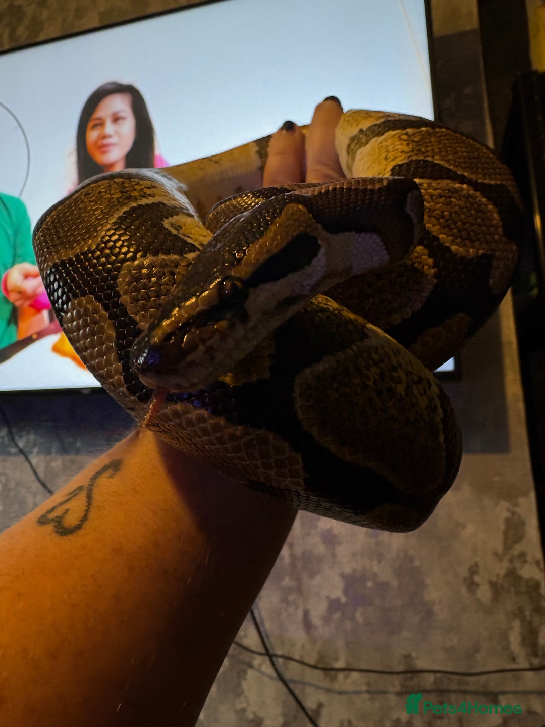 Python Snake reptiles for sale: Royal pythons for sale  - Image 10