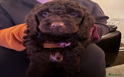 Cockapoo dogs for sale: Cockapoo Puppies F2 - Image 17