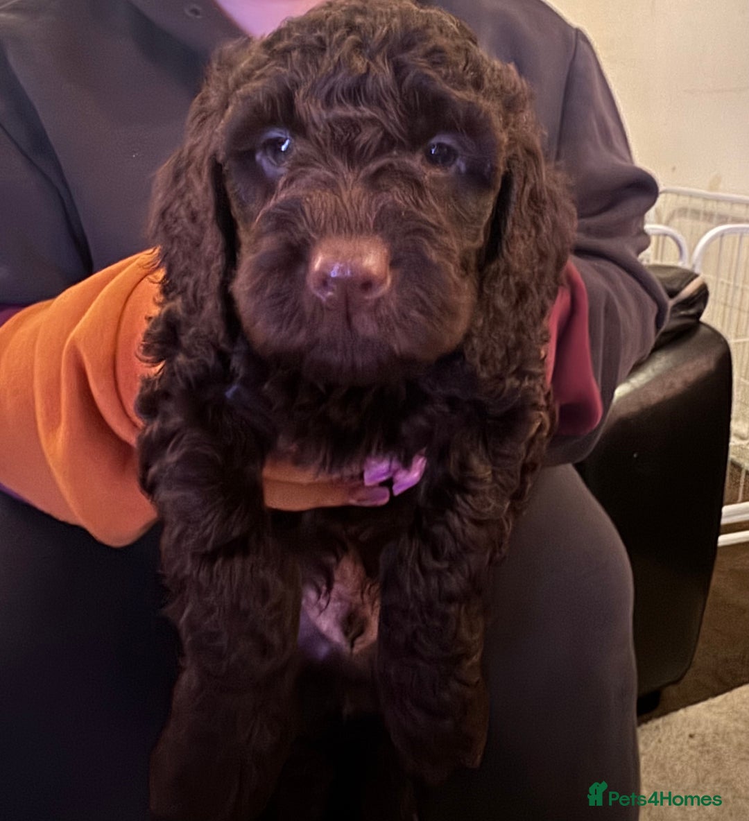 Cockapoo dogs for sale: Cockapoo Puppies F2 - Image 17