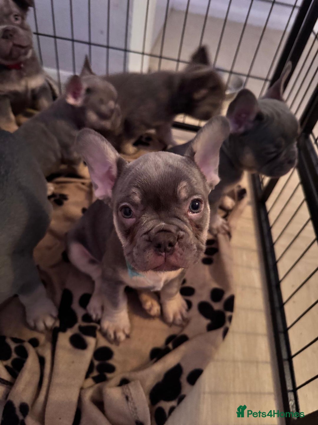French Bulldog dogs for sale: French bulldog puppys - Advert 14