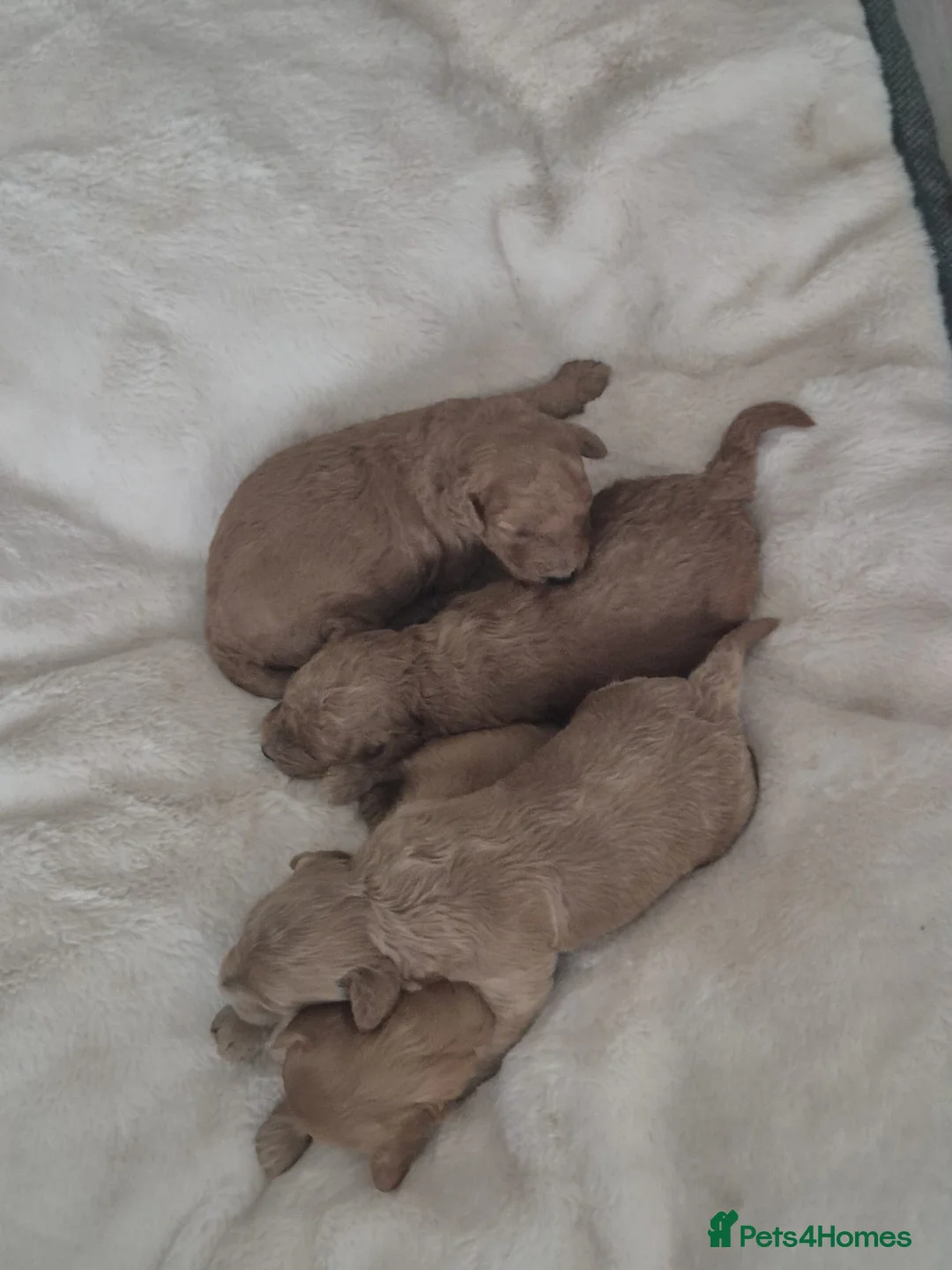 Cavapoo dogs for sale: EXTENSIVELY HEALTH TESTED CAVERPOO PUPS - Advert 23
