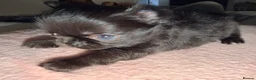 Chihuahua dogs for sale: Long coat chihuahua  - Advert 17