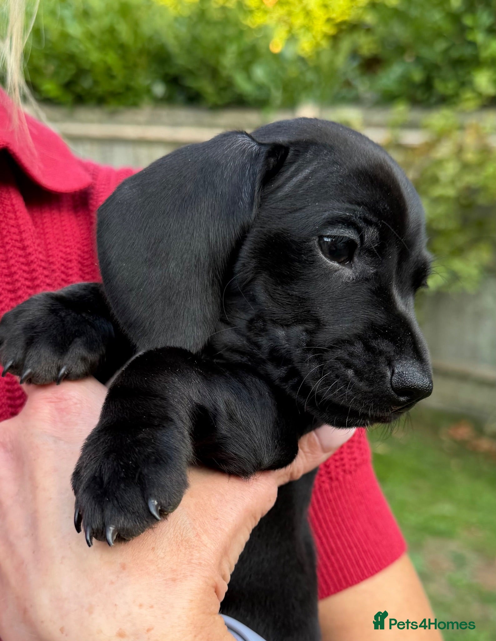 Miniature Dachshund dogs PRA Clear KC rare colour Mini Dachshund Puppies - Advert 1