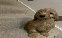 Cockapoo dogs for sale: F1 cockapoo PRA hereditary clear  - Image 4