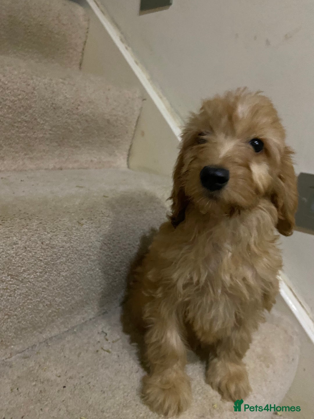 Cockapoo dogs for sale: F1 cockapoo PRA hereditary clear  - Image 4