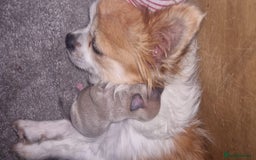 Chihuahua dogs for sale: Beautiful litter of 6 full chihuahuas  - Image 2