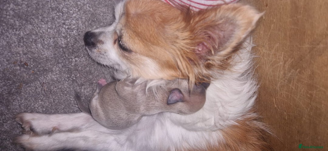 Chihuahua dogs for sale: Beautiful litter of 6 full chihuahuas  - Image 2