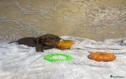 Dachshund dogs for sale: Dachshund Miniature  - Image 16