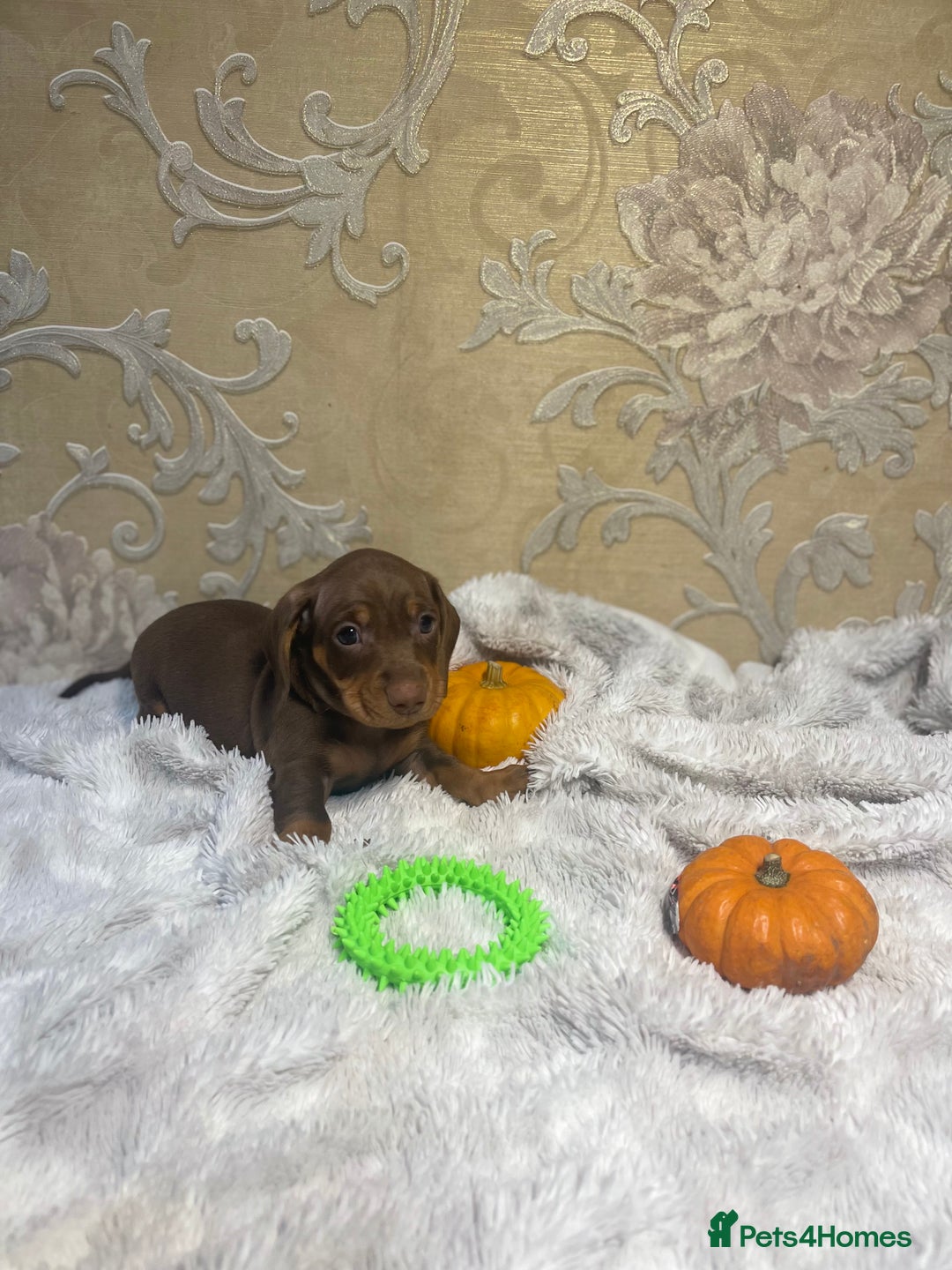 Dachshund dogs for sale: Dachshund Miniature  - Image 16
