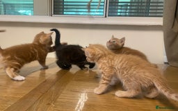 Mixed Breed cats for sale: Kittens for sale  - Image 10