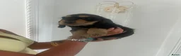 Cocker Spaniel dogs for sale: Beautiful KC Registered Show-Type Puppies - Advert 9