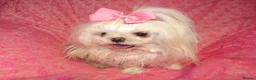 Maltese dogs for sale: Babydoll KC Registered Korean Maltese Adult Girl in Bishop Auckland - Advert 21