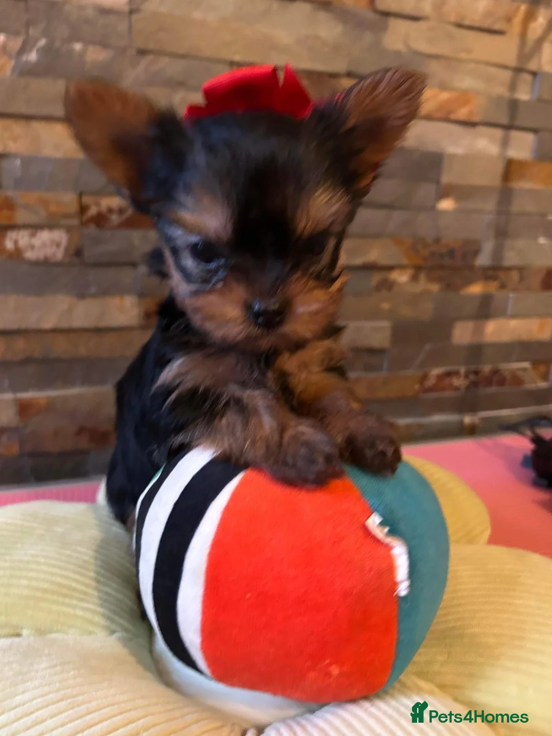 Yorkshire Terrier dogs for stud: Super small Yorkie with short muzzle DNA tested in Sheffield - Advert 19