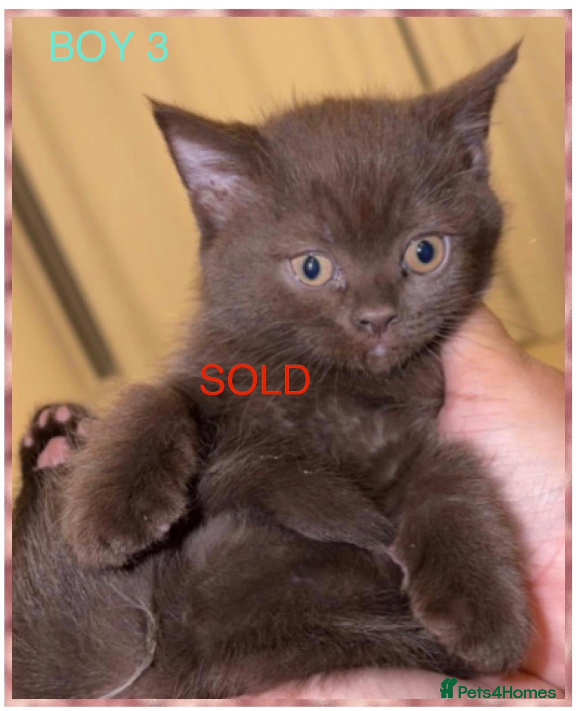 British Shorthair cats PURE BREED BSH CHUNKY KITTENS - Advert 1