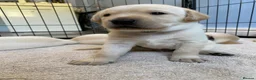 Labrador Retriever dogs for sale: KC Registered Yellow Labrador Puppies - Advert 6