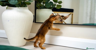 Abyssinian cats - Advert 13
