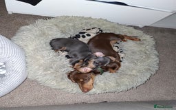 Miniature Dachshund dogs for sale: 2 miniature dachshund brothers different littters - Advert 4