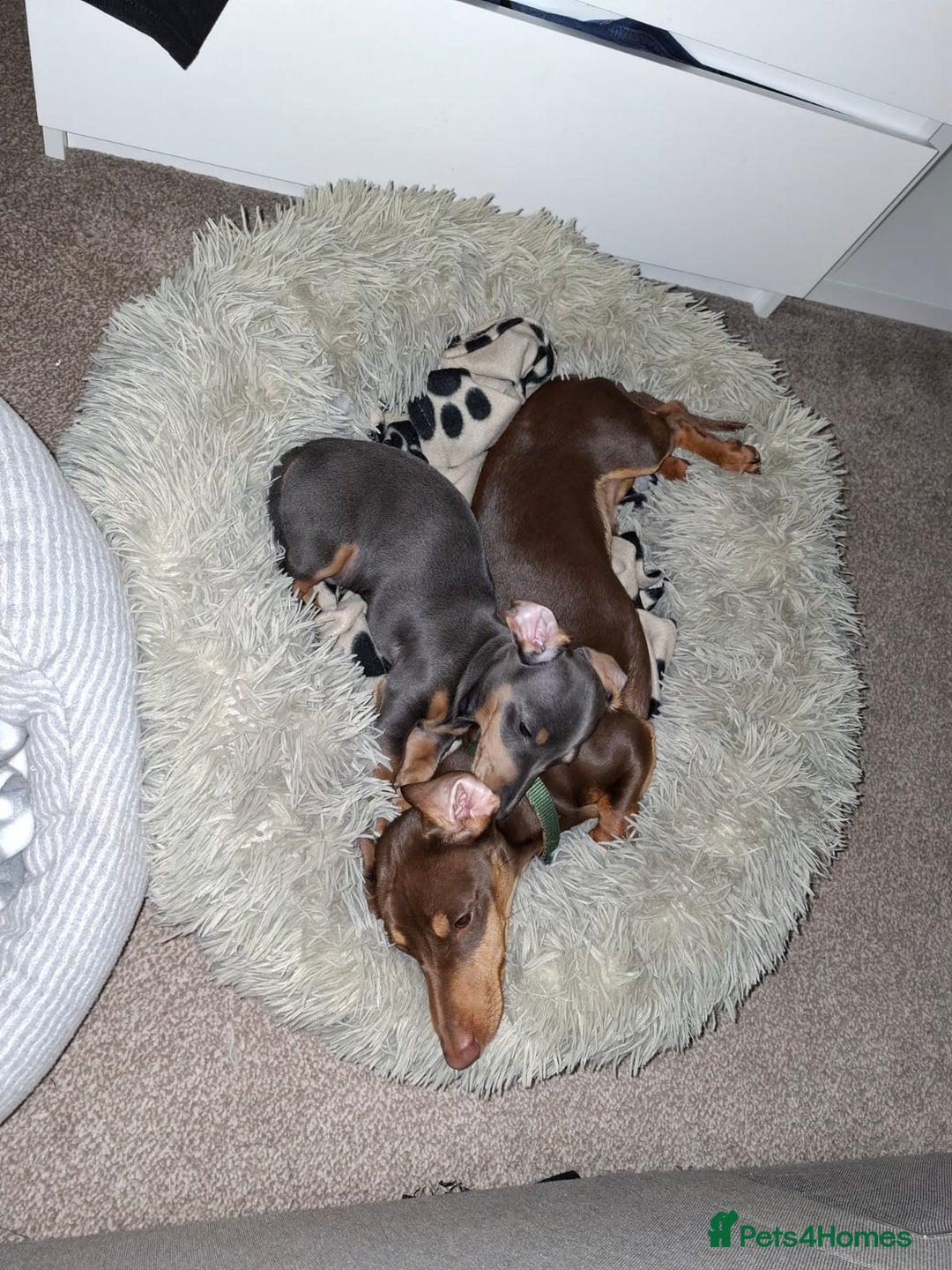 Miniature Dachshund dogs for sale: 2 miniature dachshund brothers different littters - Advert 4