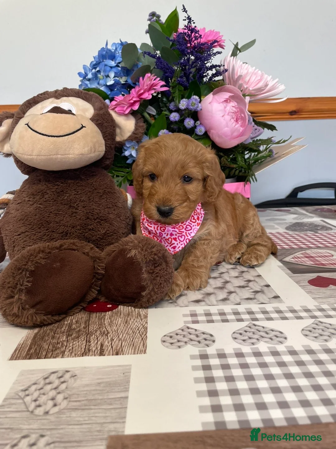 Cockapoo dogs for sale: Stunning cockapoo puppies for sale  - Advert 17