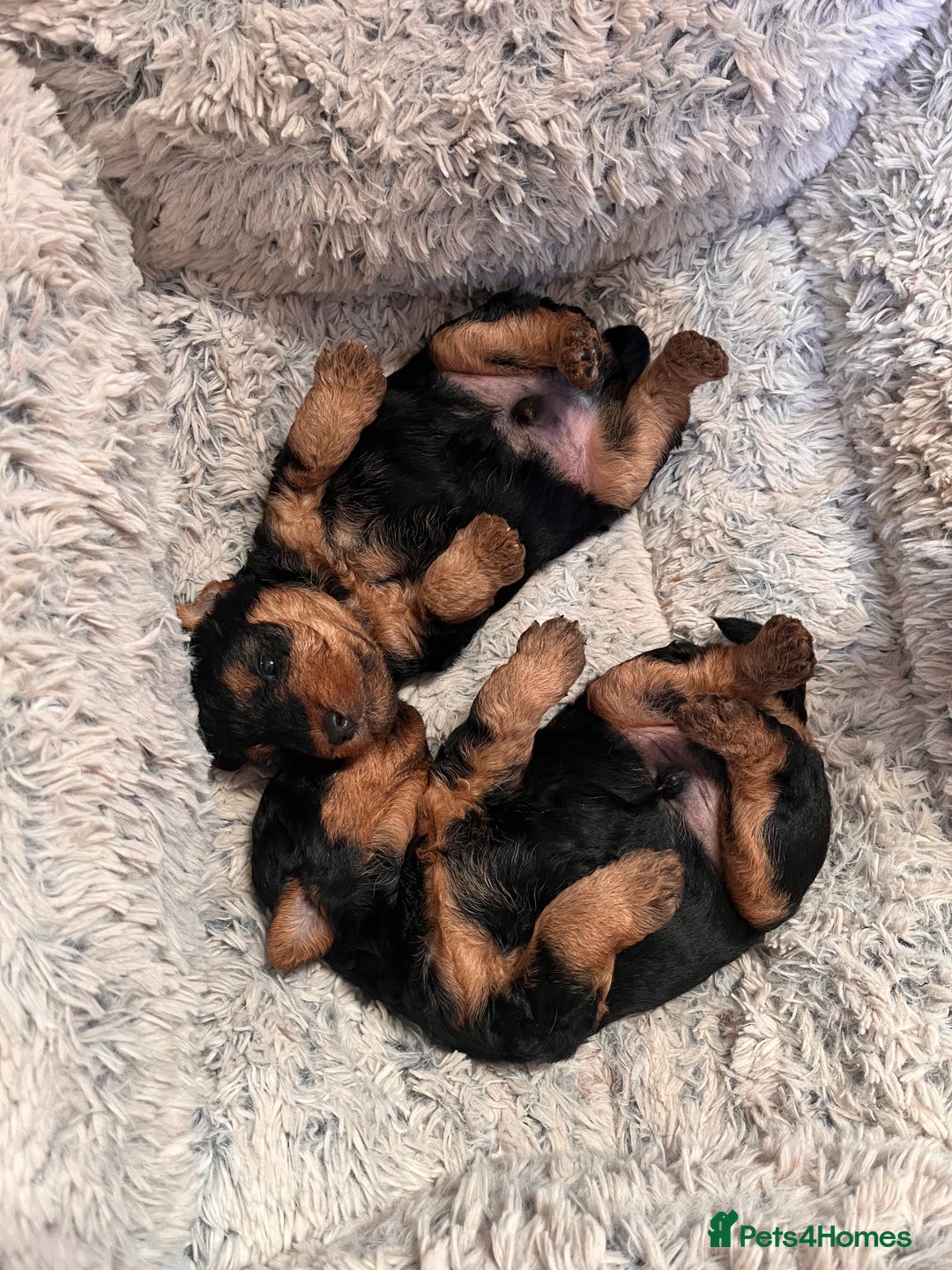 Welsh Terrier dogs for sale: Top Quality Welsh Terrier Male Puppies for Sale - Advert 4
